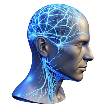 elegant modern A transparent human head with visible neural pathways illuminated by pulsating blue light, detailed anatomy, scientific illustration style high resolution png