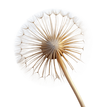 elegant rustic A single dandelion seedhead with delicate, wispy parachutes, backlit by a soft glow, macro photography detailed png