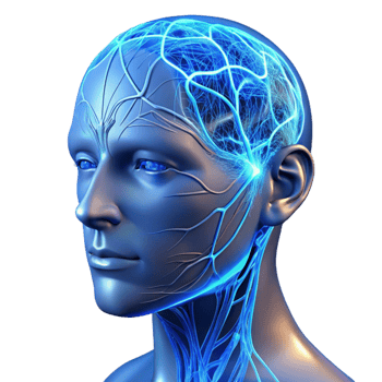 magnificent traditional A transparent human head with visible neural pathways illuminated by pulsating blue light, detailed anatomy, scientific illustration style exclusive png