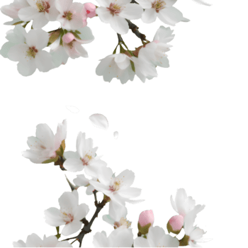 Ornamental Floral Pattern Featuring Cherry Blossoms. . png