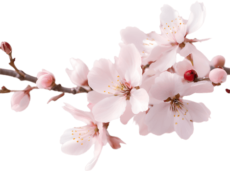 Soft Pink Floral Cherry Blossom Art Illustration. . png