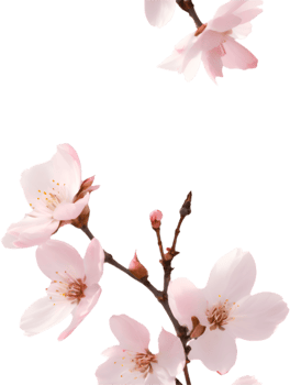 Beautiful Sakura Bloom Pattern For Spring Theme. . png