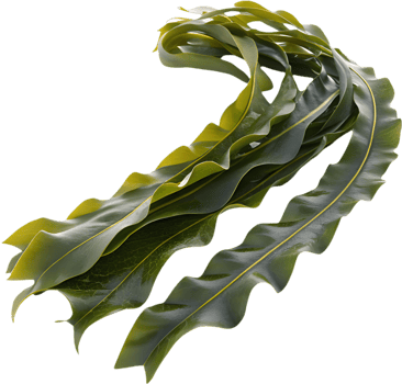 Stunning Vibrant Seaweed Clipart for Tropical Beach and Nature Art. . png
