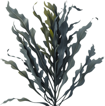Stunning Seaweed Clipart for Coastal Aquatic Nature Projects. . png