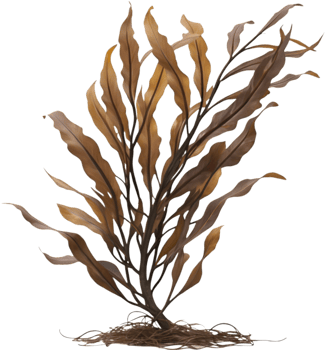 Vibrant Seaweed Clipart for Aquatic Beach Art and Coastal Decor. . png