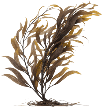 Stunning Seaweed Clipart for Vibrant Marine Art and Underwater Themes. . png