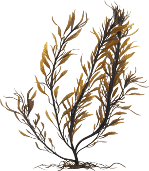 Vibrant Seaweed Clipart for Coastal and Ocean Life-Themed Art. . png