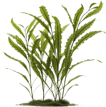 Organic Vibrant Seaweed Clipart for Underwater Theme Illustrations. . png