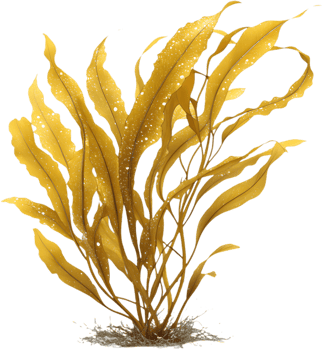 Vibrant Seaweed Clipart for Underwater and Ocean Life Designs. . png