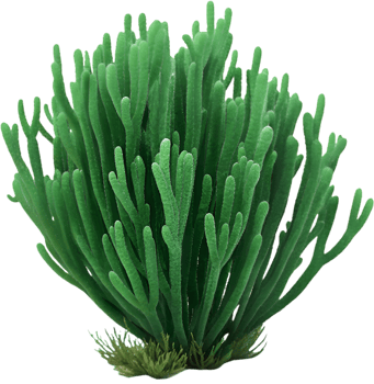 Green Vibrant Seaweed Clipart for Marine-Inspired Home Decor. . png