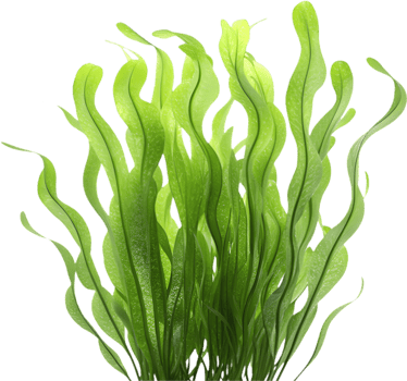 Stunning Vibrant Seaweed Clipart for Tropical and Beach Vibes. . png