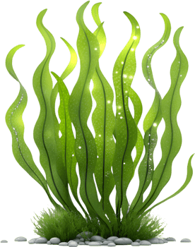 Colorful Vibrant Seaweed Clipart for Tropical Ocean Scenes. . png