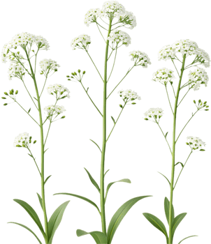 Colorful Sweet Alyssum Bloom Clipart for Spring Garden Themes. . png