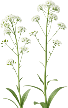 Nature Inspired Sweet Alyssum Bloom Clipart for Floral Art. . png