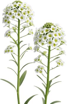 Elegant Sweet Alyssum Floral Clipart Featuring Delicate Blooms. . png