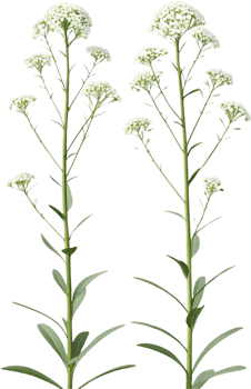 Stunning Sweet Alyssum Blooming Flowers Clipart for Garden Art. . png
