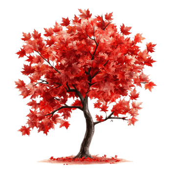 Bright Red Autumn Tree with Lush Foliage png