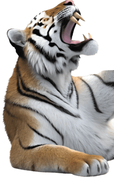 Fierce and aggressive tiger logo artwork for your branding needs. . png