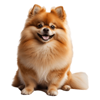 Happy Pomeranian Puppy Clipart Premium Digital Download for Creative Use png