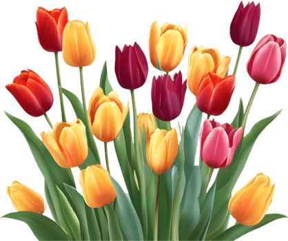 Stunning Tulips in a Colorful Flower Field Landscape. . png