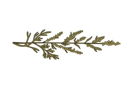 Botanical medicinal plant in nature green pastel colors isolated on white background. Hand drawn horizontal stems, leaves, flowers, fruits illustration. Graphic design element for Birthday Card vector