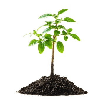 Small Green Plant Seedling Growing in Soil on White Background png