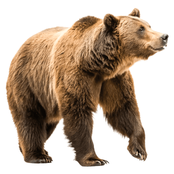 Majestic Brown Bear Walking, Isolated on White Background Wildlife png