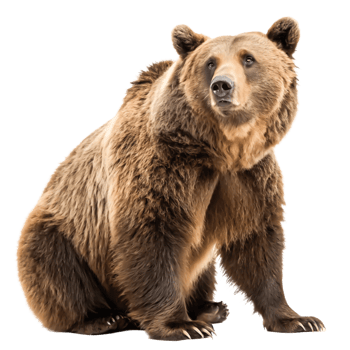 Majestic Brown Bear Sitting, Isolated Wildlife Animal Image, Nature Photography png