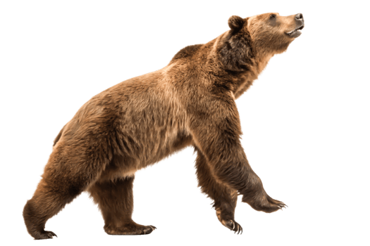 Majestic Brown Bear Walking, Isolated Wildlife Animal Image, Nature Photography png