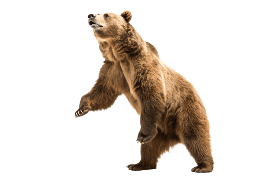Majestic Grizzly Bear Standing Tall Wildlife Illustration for Print, Web, and Design png
