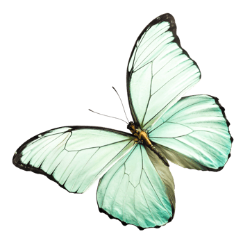 Stunning Mint Green Butterfly Wings Isolated on png