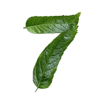 Stylized Green Leaf Forming the Number Seven in Minimalist Nature png
