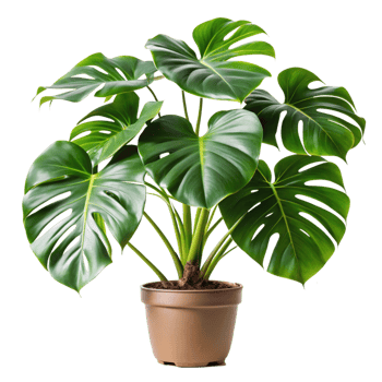 Lush Green Monstera Deliciosa Houseplant in Brown Pot Against Black Background png