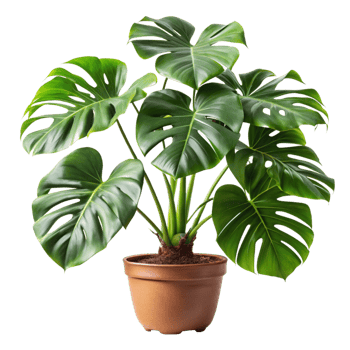 Lush Green Monstera Deliciosa Houseplant in Brown Pot Beautiful Indoor Plant png