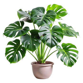 Lush Green Monstera Deliciosa Houseplant in a Light Beige Pot png