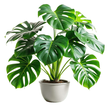 A Lush Green Monstera Deliciosa Plant in a White Pot Against a Black Background png