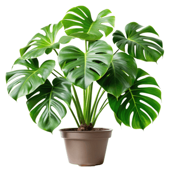A Stunning Monstera Deliciosa Houseplant in a Beige Pot png