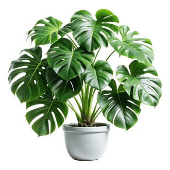 Lush Green Monstera Deliciosa Houseplant in a White Pot png