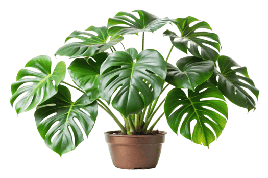 Lush Green Monstera Deliciosa Houseplant in Brown Pot, Vibrant Tropical Foliage png