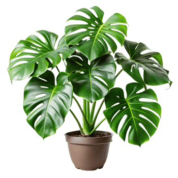 A Stunning Monstera Deliciosa Houseplant in a Brown Pot png