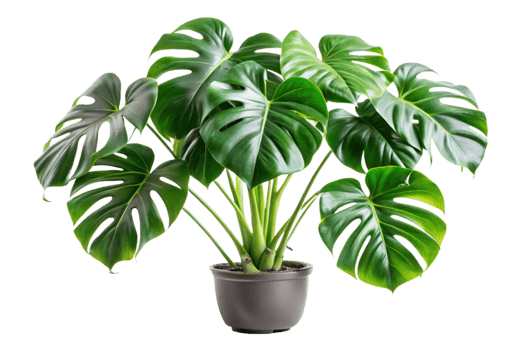 Lush Green Monstera Deliciosa Houseplant in a Gray Pot Against a Black Background png