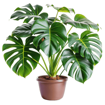 A Thriving Monstera Deliciosa Houseplant in a Brown Pot png