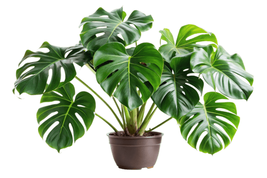 Lush Green Monstera Deliciosa Houseplant in Brown Pot, Vibrant Tropical Foliage, Indoor Plant Decor png