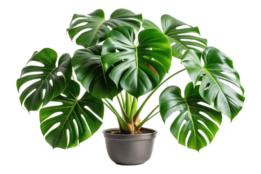 Lush Green Monstera Deliciosa Houseplant in a Gray Pot against Black Background png