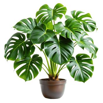Lush Green Monstera Deliciosa Plant in a Brown Pot, Vibrant Tropical Foliage, Indoor Houseplant png