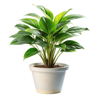 A vibrant green potted plant with lush leaves in a white pot against a black background png