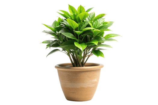 Lush Green Plant in a Beige Pot Against a Black Background A Vibrant Houseplant in a Simple Earthenware Container png