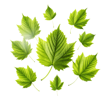 Collection of Vibrant Green Leaves Isolated on Black Background Botanical Photography png