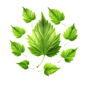 Vibrant Green Leaves Collection Isolated on Black Background Botanical Illustration png