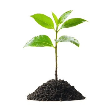 Thriving Seedling Emerging from Fertile Soil - Ecology and Plant Growth Concept png